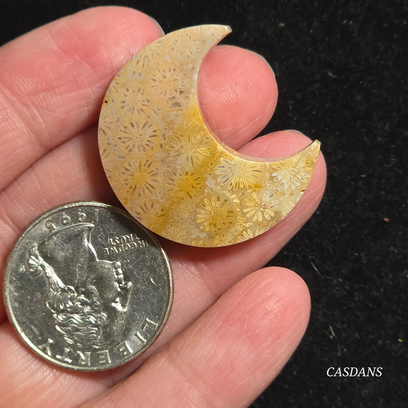 Coral Fossil Moon
