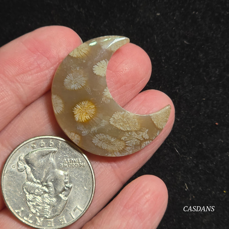 Coral Fossil Moon