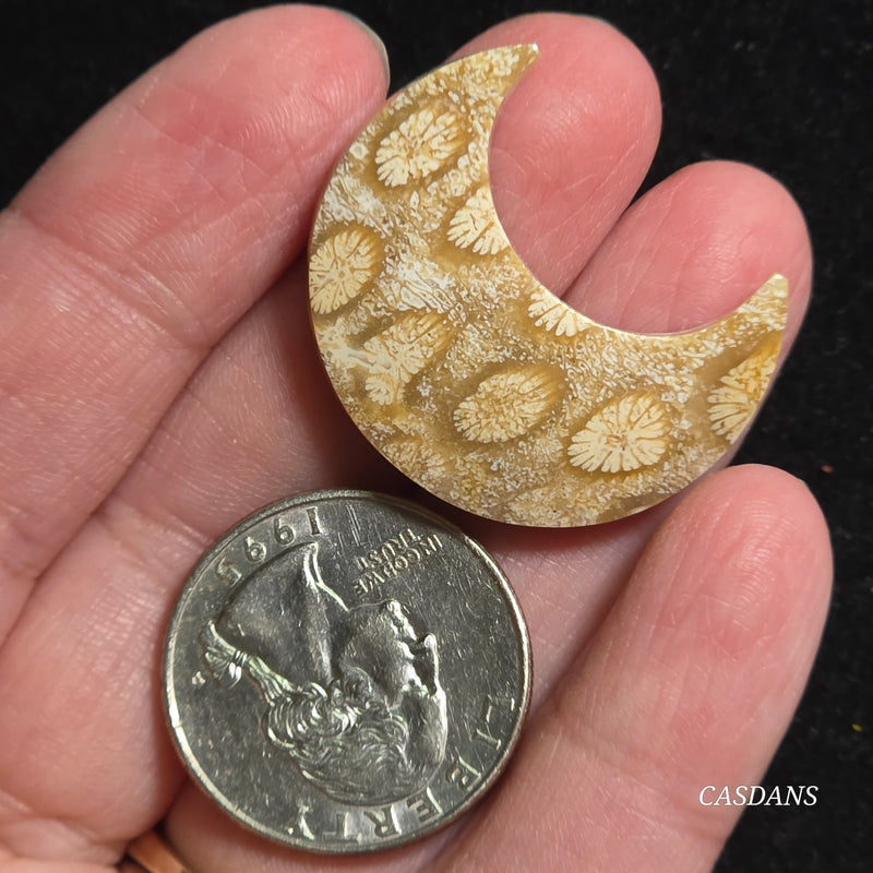 Coral Fossil Moon