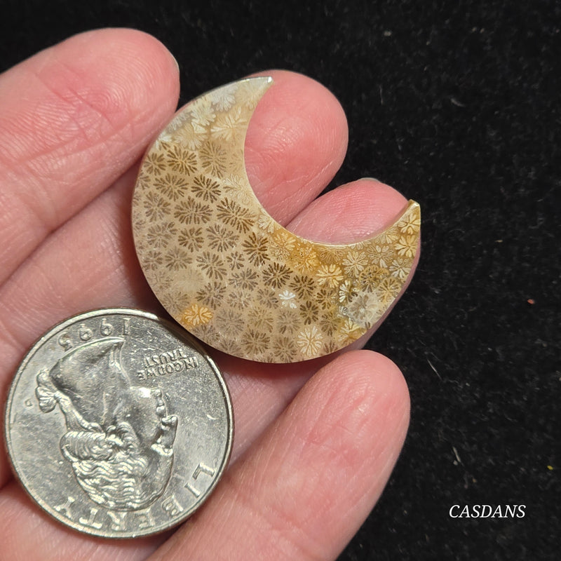 Coral Fossil Moon