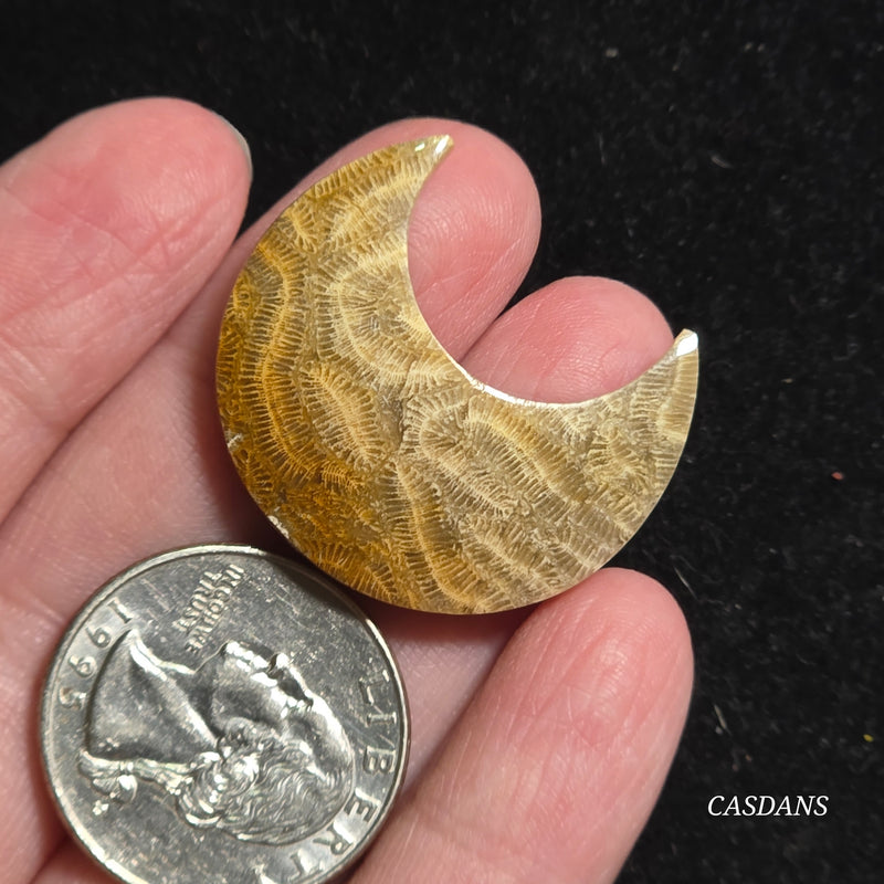Coral Fossil Moon