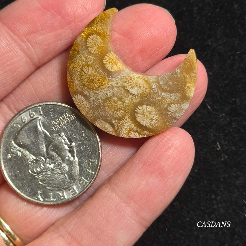 Coral Fossil Moon