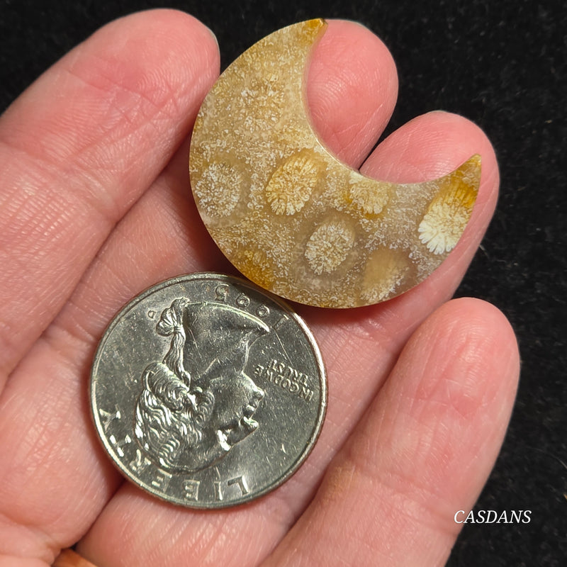 Coral Fossil Moon