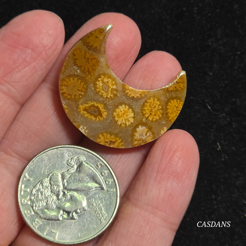 Coral Fossil Moon