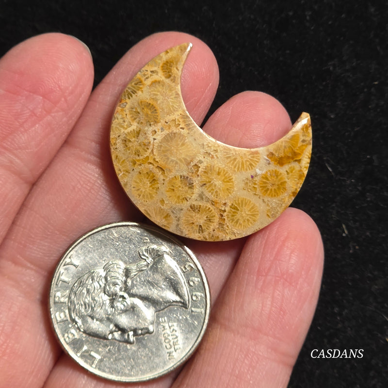Coral Fossil Moon