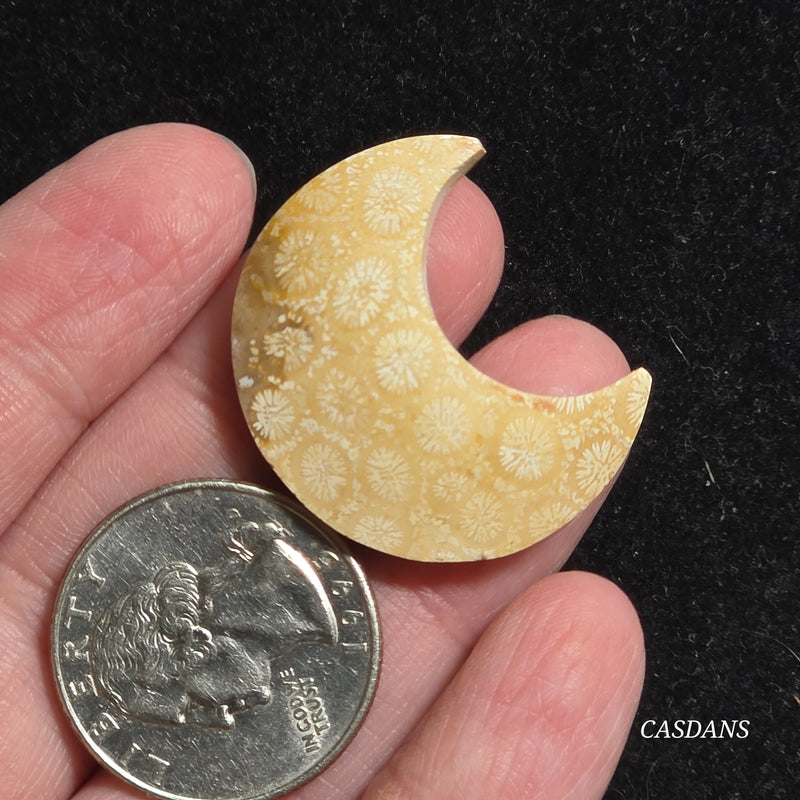 Coral Fossil Moon