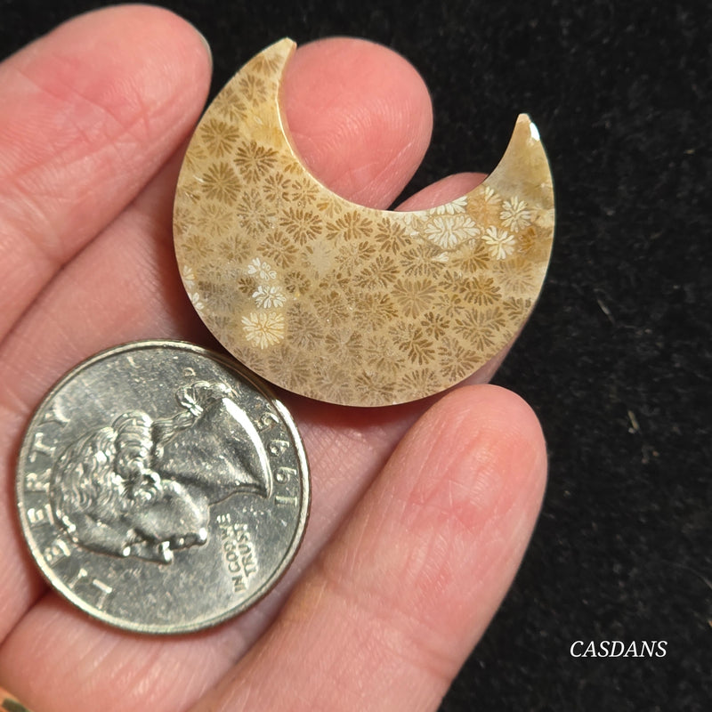 Coral Fossil Moon