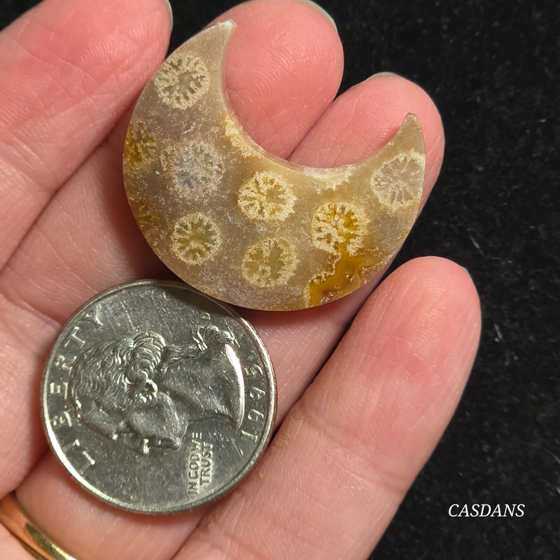 Coral Fossil Moon