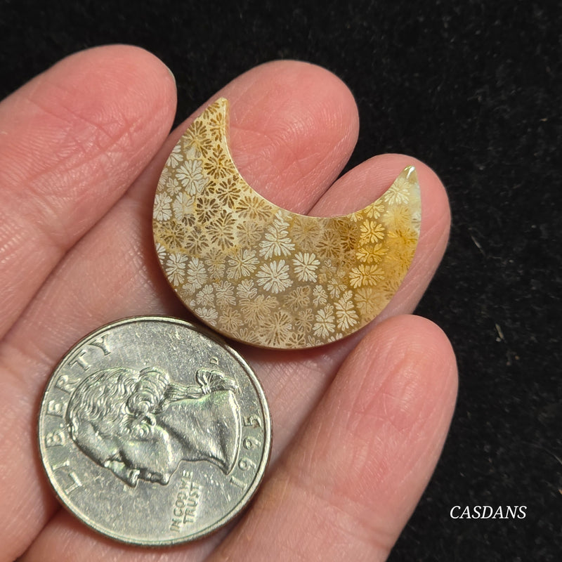 Coral Fossil Moon