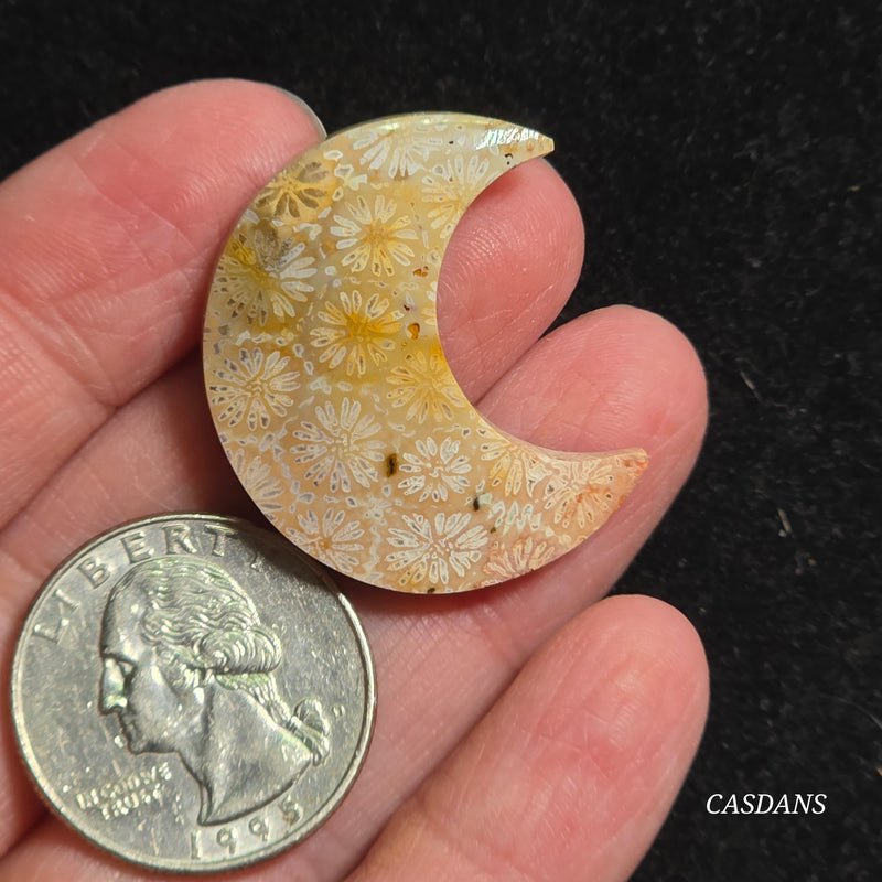 Coral Fossil Moon