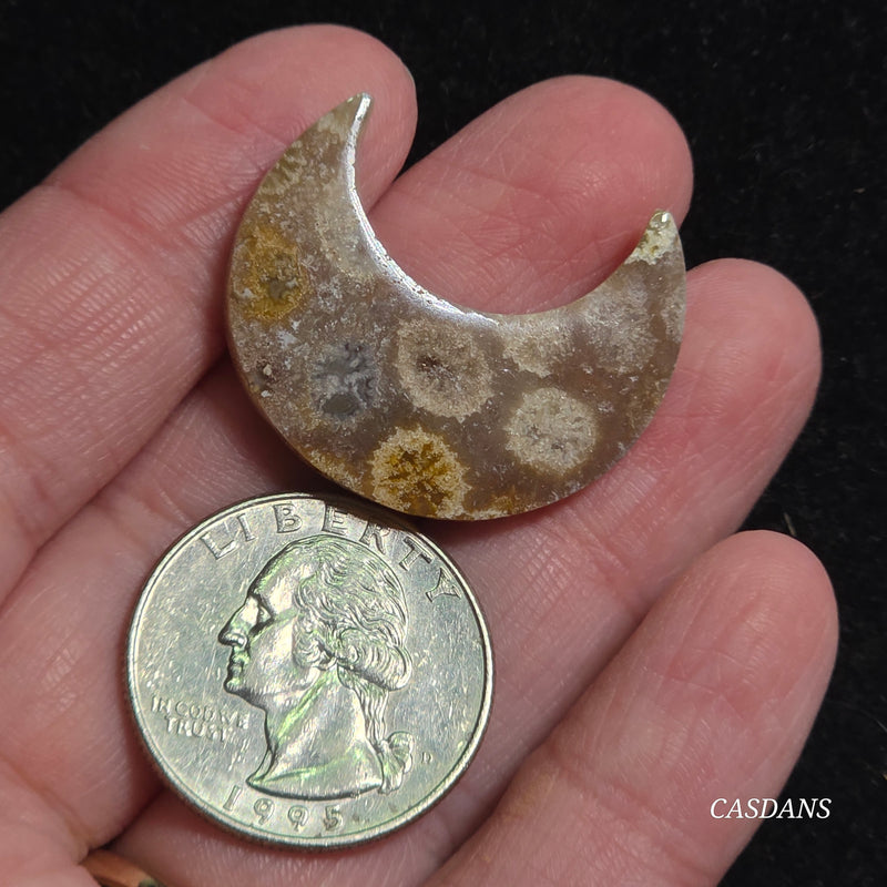Coral Fossil Moon