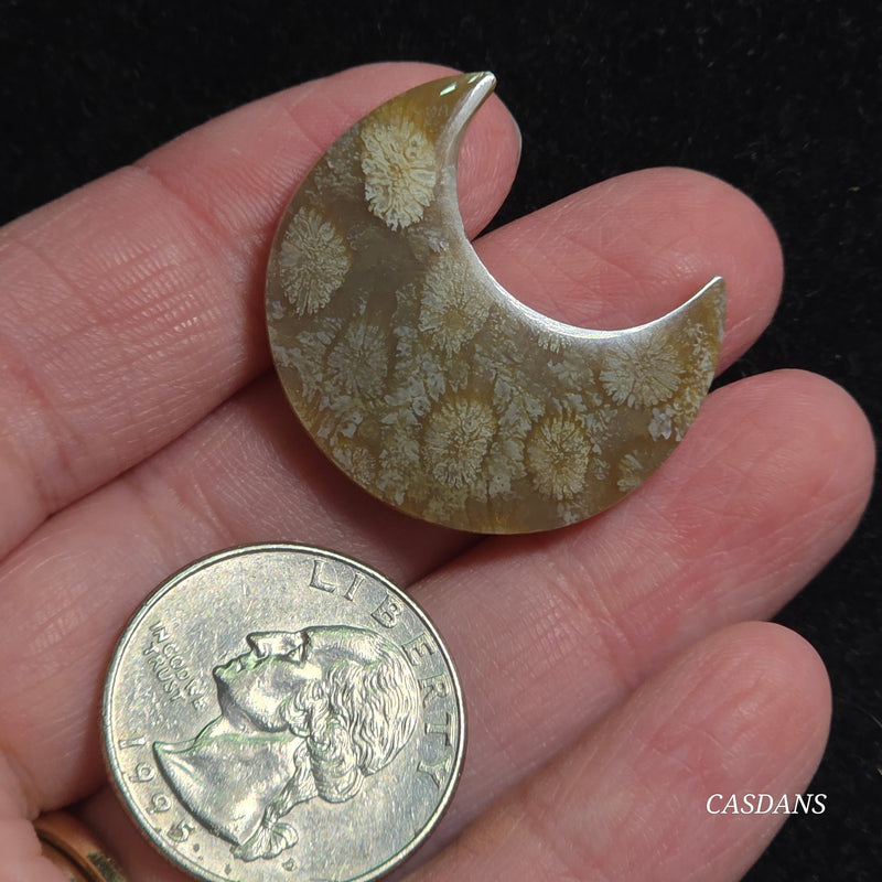 Coral Fossil Moon