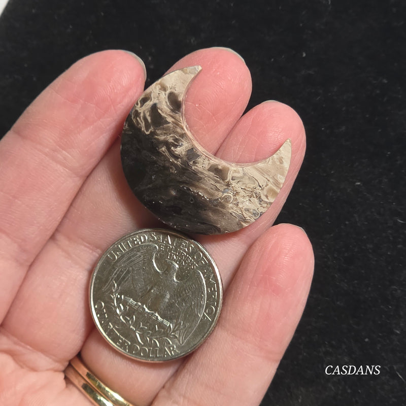 Petrified Palmroot Moon
