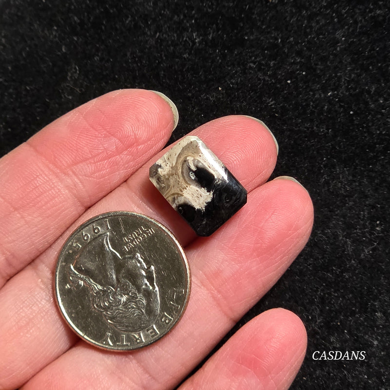 Petrified Palmroot Cabochon (Ring Size)