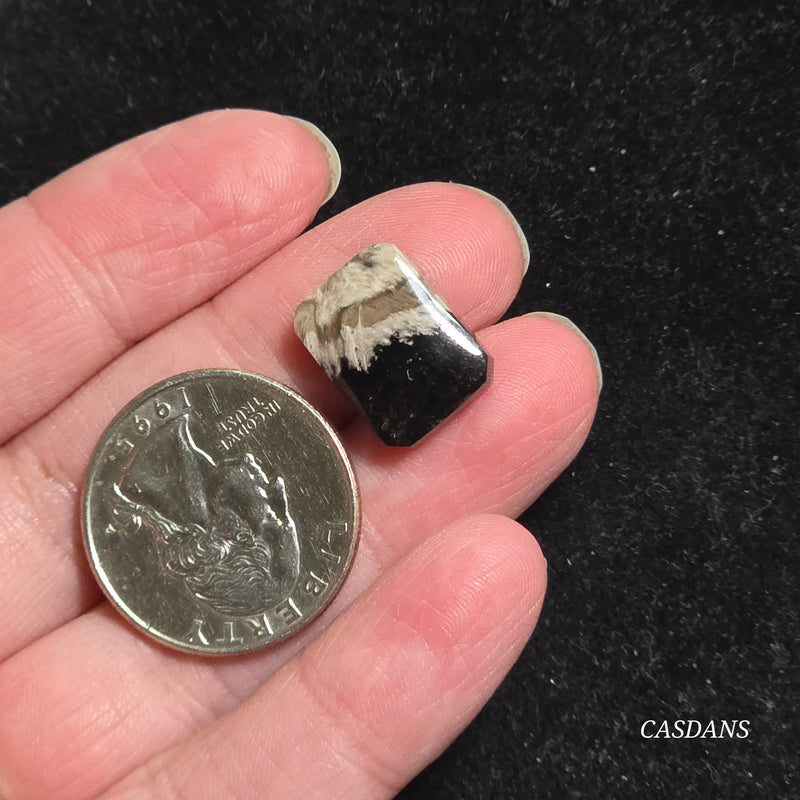 Petrified Palmroot Cabochon (Ring Size)