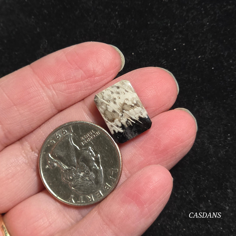 Petrified Palmroot Cabochon (Ring Size)
