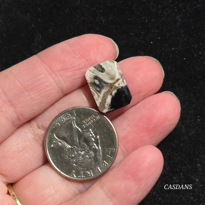 Petrified Palmroot Cabochon (Ring Size)