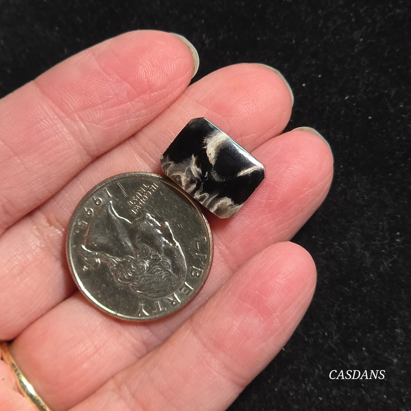 Petrified Palmroot Cabochon (Ring Size)
