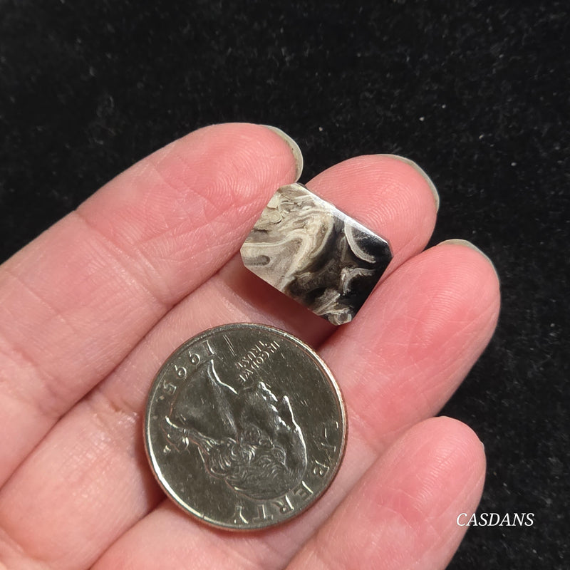 Petrified Palmroot Cabochon (Ring Size)