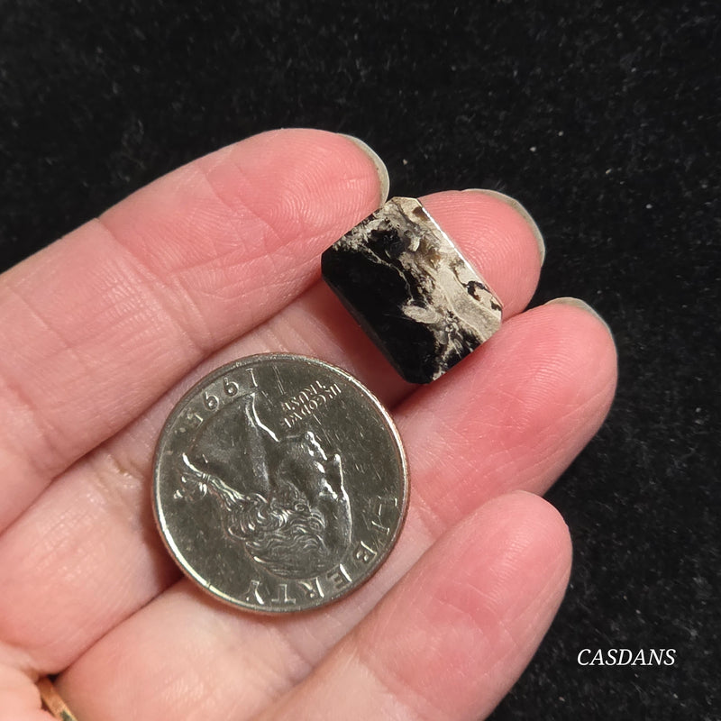 Petrified Palmroot Cabochon (Ring Size)