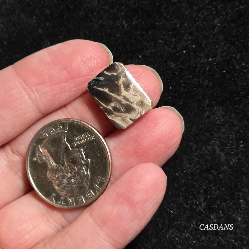 Petrified Palmroot Cabochon (Ring Size)