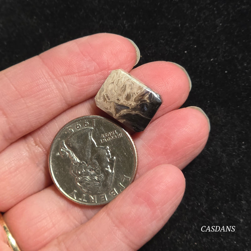Petrified Palmroot Cabochon (Ring Size)
