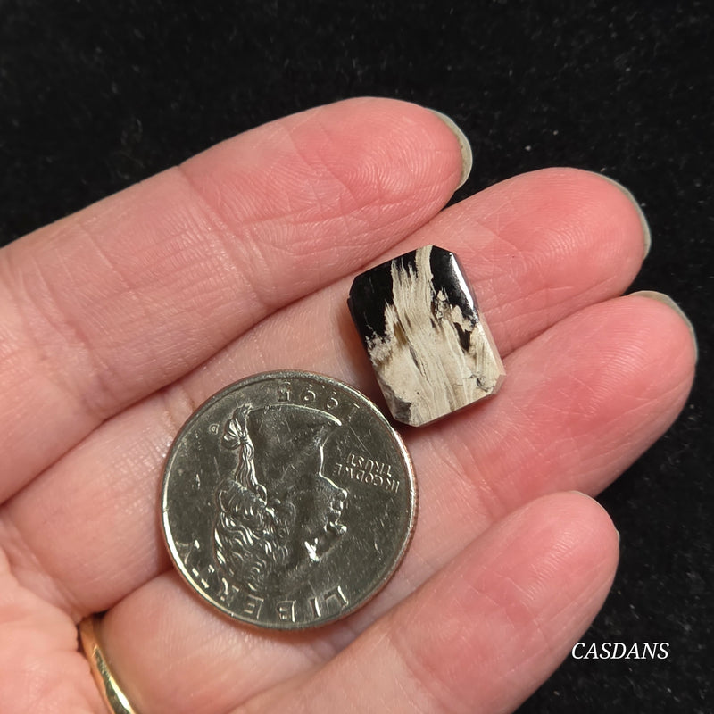 Petrified Palmroot Cabochon (Ring Size)