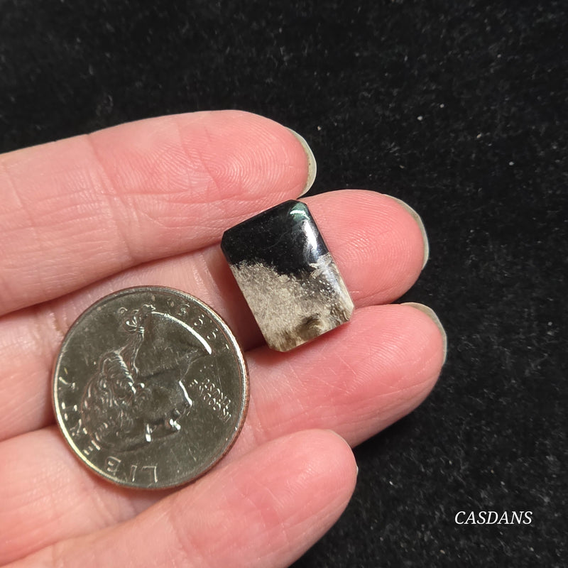 Petrified Palmroot Cabochon (Ring Size)