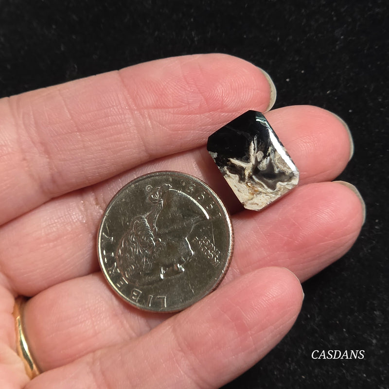 Petrified Palmroot Cabochon (Ring Size)