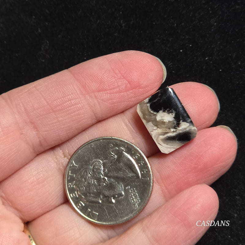 Petrified Palmroot Cabochon (Ring Size)
