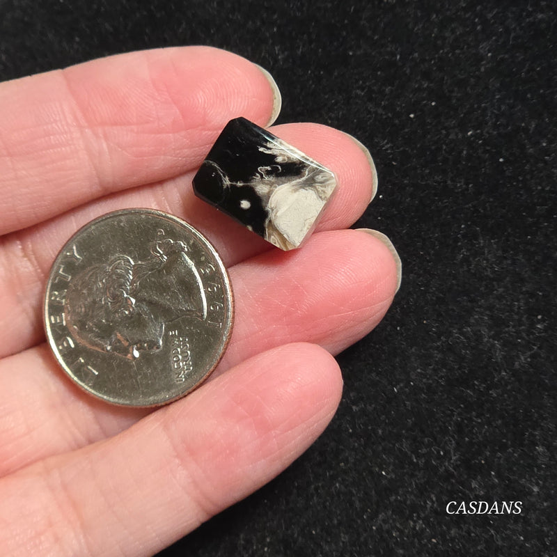 Petrified Palmroot Cabochon (Ring Size)