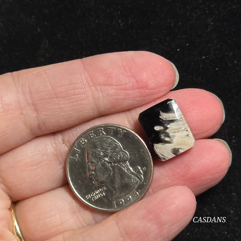 Petrified Palmroot Cabochon (Ring Size)