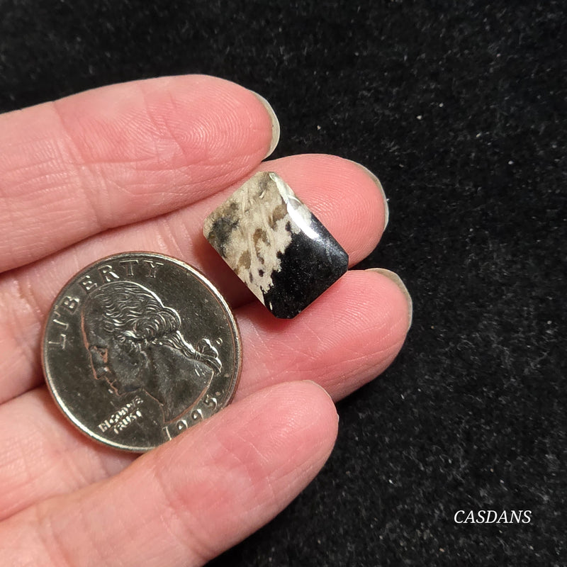 Petrified Palmroot Cabochon (Ring Size)