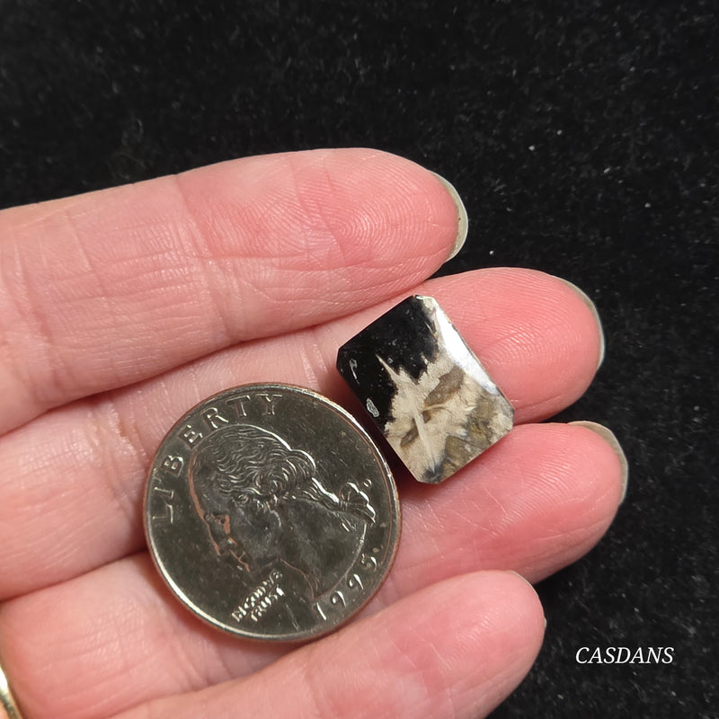 Petrified Palmroot Cabochon (Ring Size)