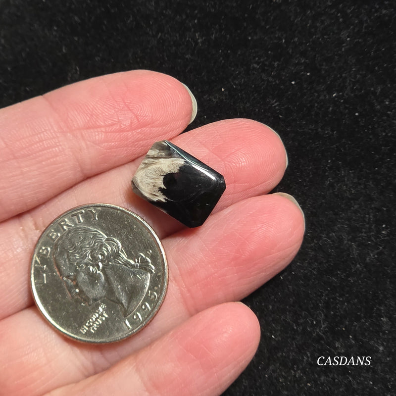 Petrified Palmroot Cabochon (Ring Size)
