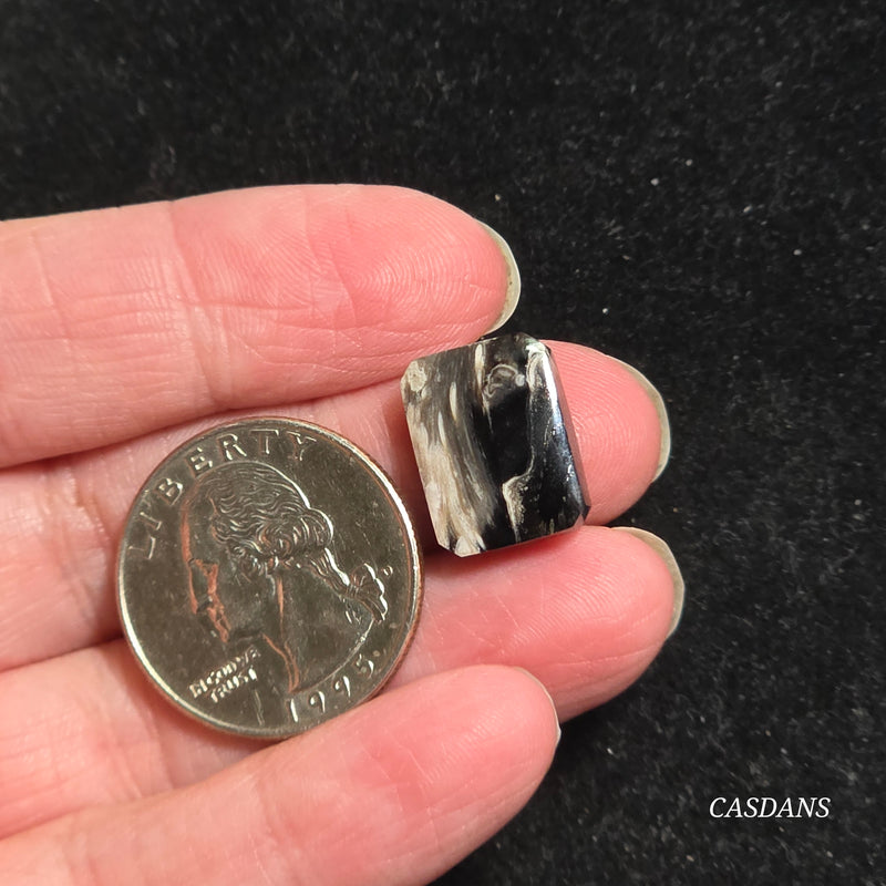 Petrified Palmroot Cabochon (Ring Size)