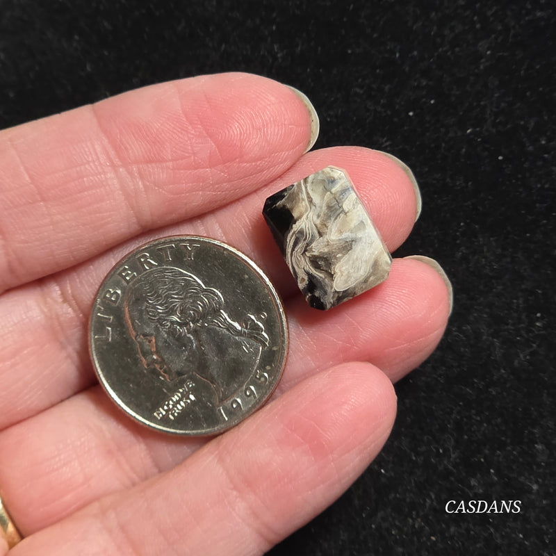 Petrified Palmroot Cabochon (Ring Size)