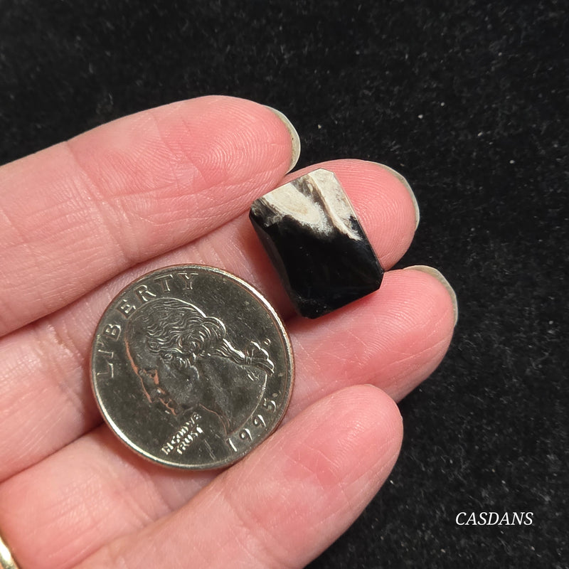 Petrified Palmroot Cabochon (Ring Size)