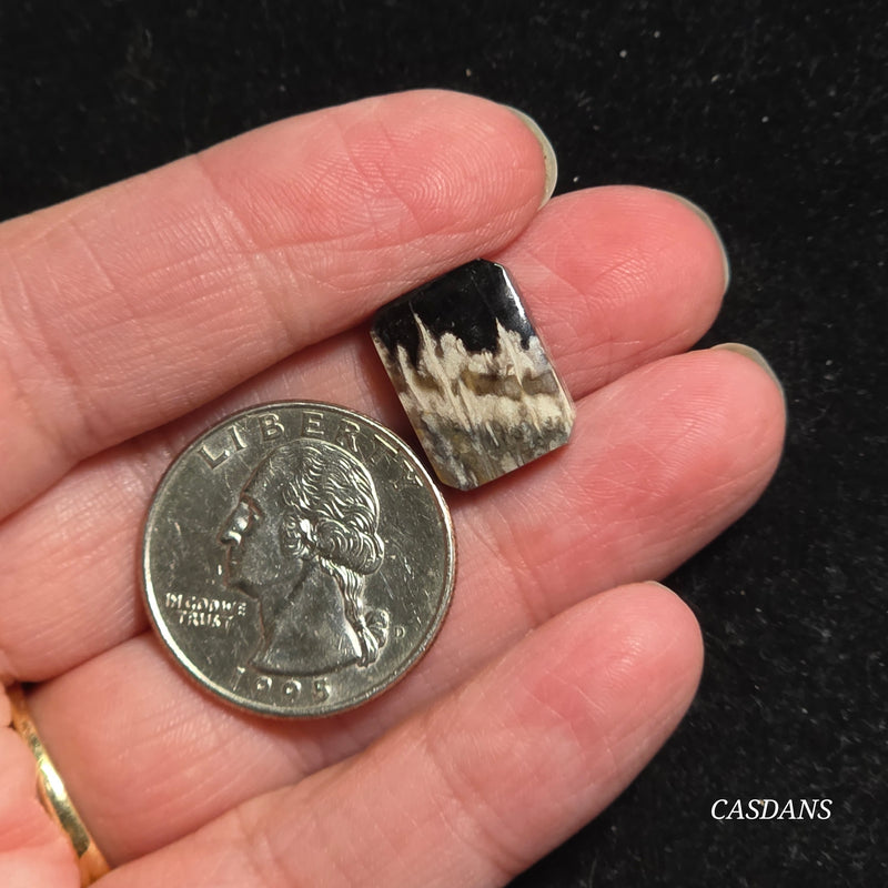 Petrified Palmroot Cabochon (Ring Size)
