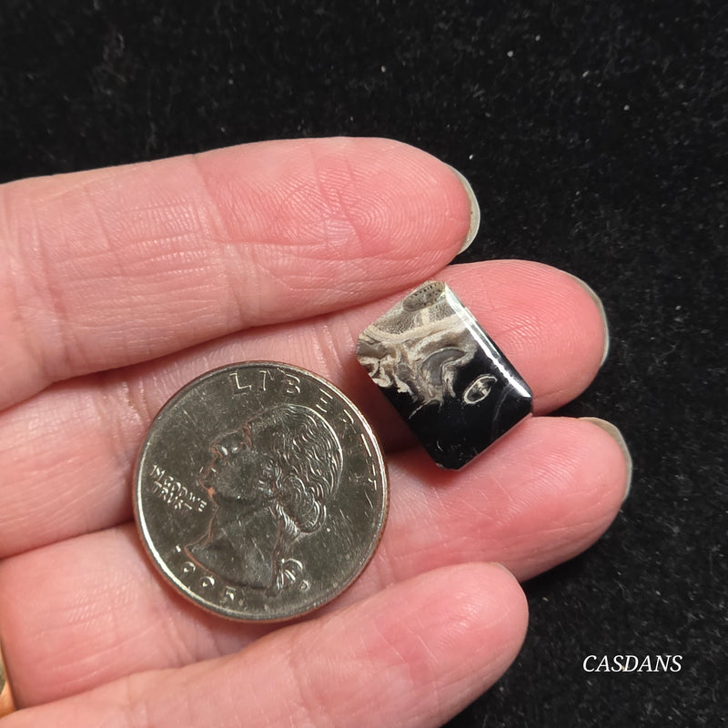 Petrified Palmroot Cabochon (Ring Size)