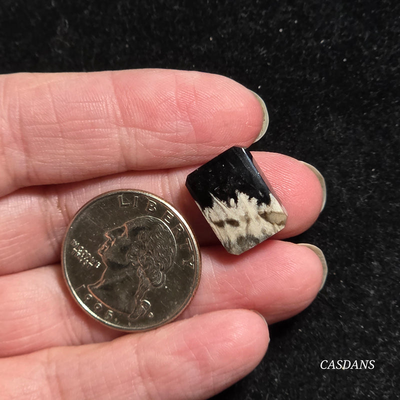 Petrified Palmroot Cabochon (Ring Size)