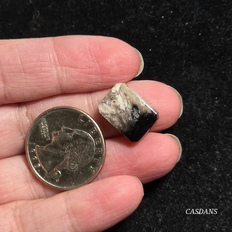 Petrified Palmroot Cabochon (Ring Size)