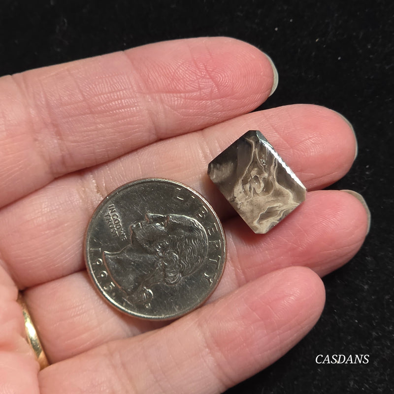 Petrified Palmroot Cabochon (Ring Size)