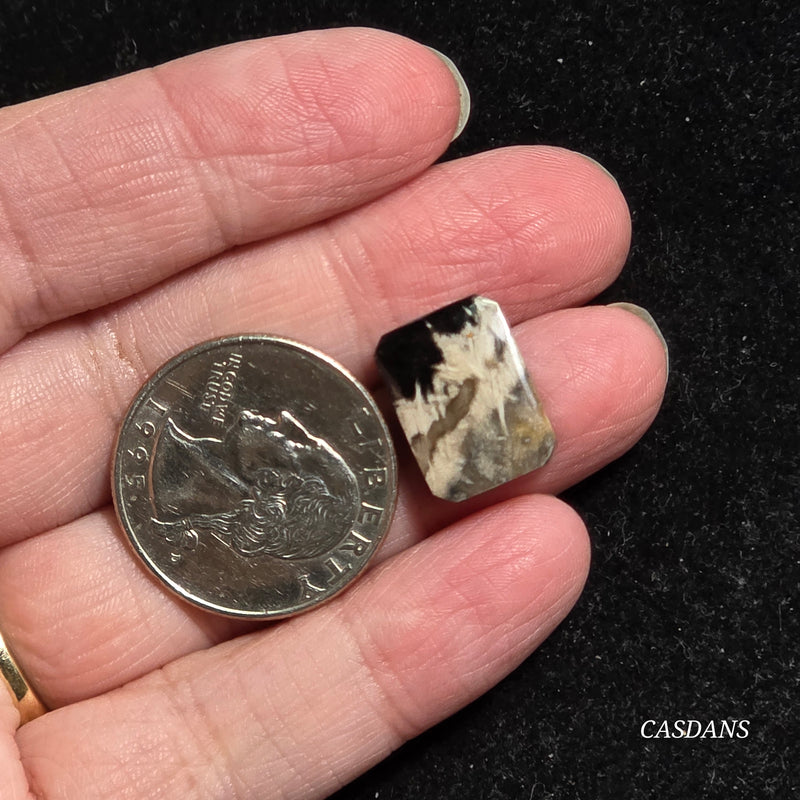 Petrified Palmroot Cabochon (Ring Size)