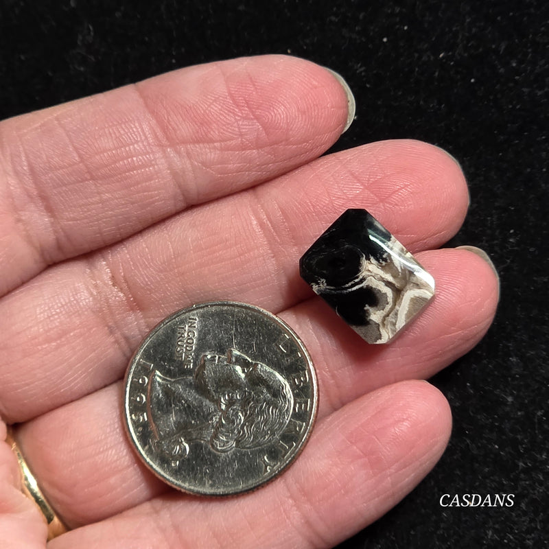 Petrified Palmroot Cabochon (Ring Size)