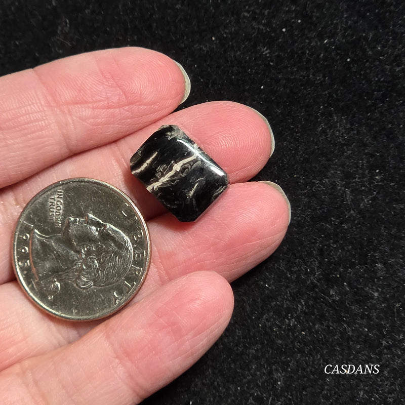 Petrified Palmroot Cabochon (Ring Size)