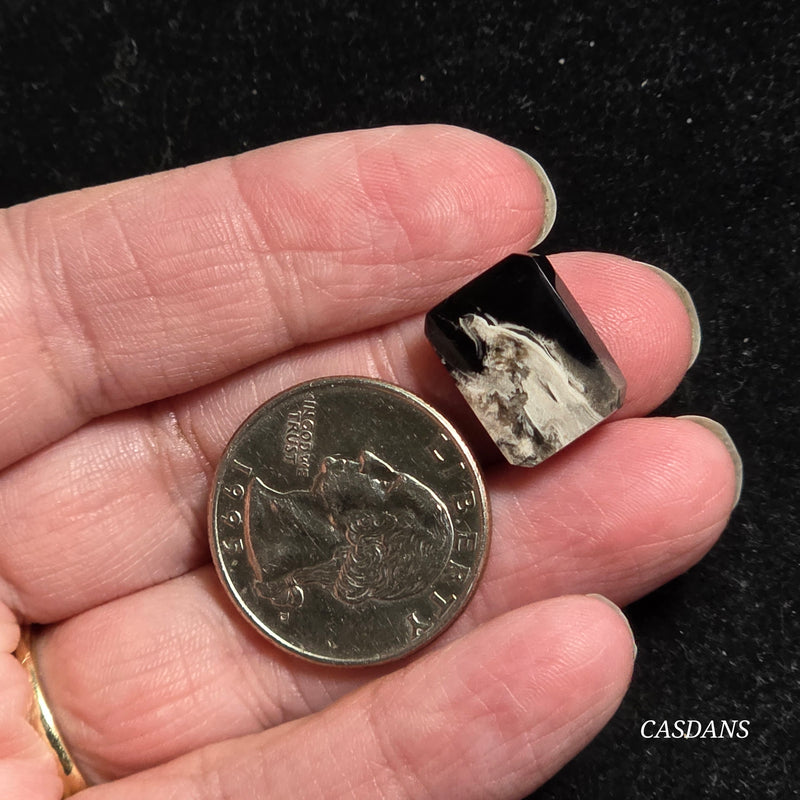 Petrified Palmroot Cabochon (Ring Size)