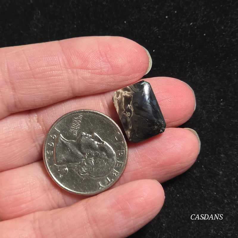 Petrified Palmroot Cabochon (Ring Size)