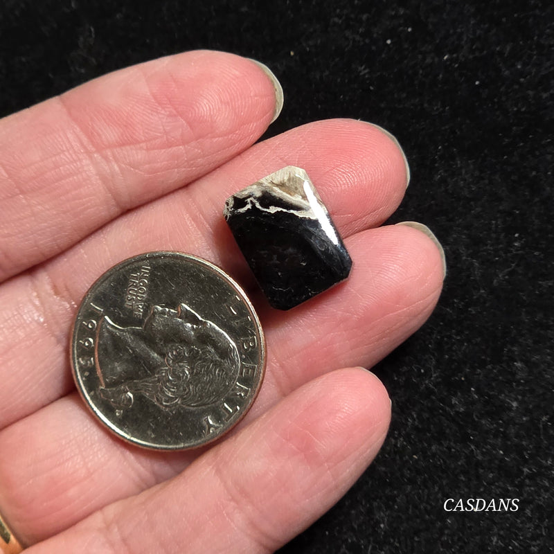 Petrified Palmroot Cabochon (Ring Size)