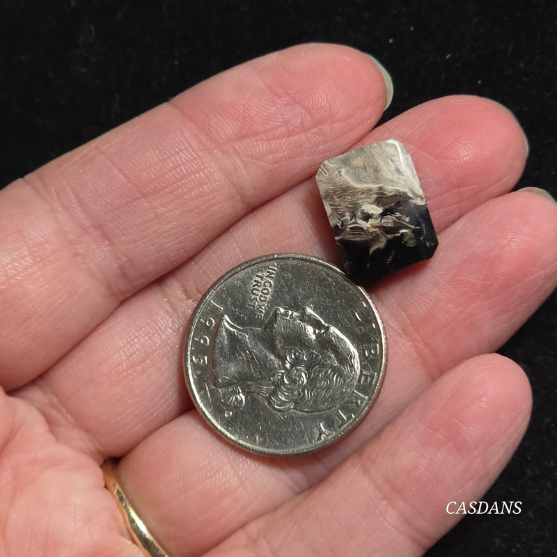 Petrified Palmroot Cabochon (Ring Size)